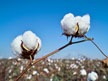 Cotton