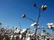 Cotton