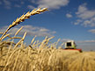 Wheat