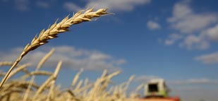 Wheat futures tumble to 3-week low as selloff continues