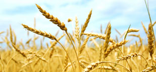 Wheat