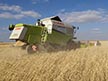 Wheat
